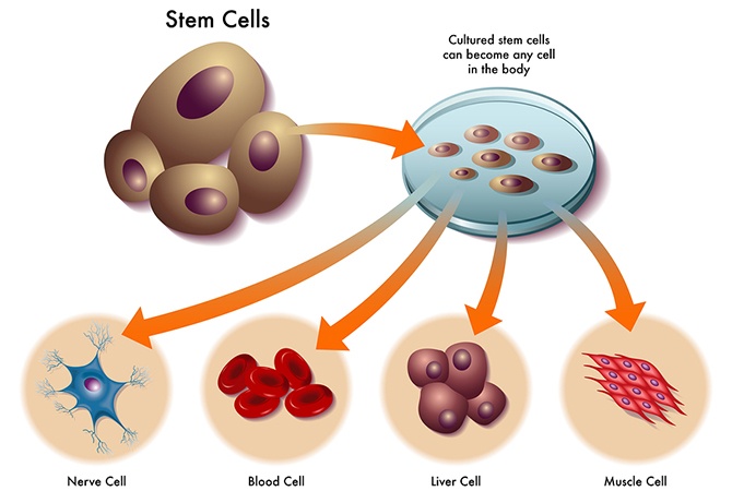 Tế bào gốc là gì, có tác dụng gì đối với da?